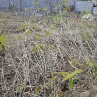 نهال به لیمو