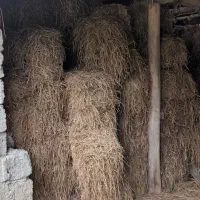 کاه (سراچین)