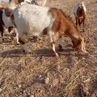 بز جوان یکساله  میش بره