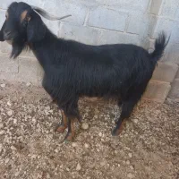 فروش بزقصر