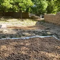 گردو بوانات|خوردنی و آشامیدنی|صدرا-فارس, فاز ۲|دیوار