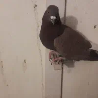 کفتر گلی دم سفید|پرنده|رفسنجان, |دیوار