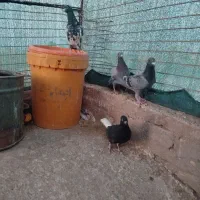 تعدادی کبوتر|پرنده|خوسف, |دیوار