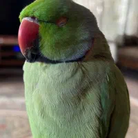 پرنده طوطی گمشده|حیوانات|ارژن, |دیوار