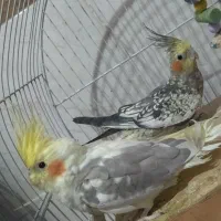 عروس هلندی|پرنده|مشهد, سجادیه|دیوار