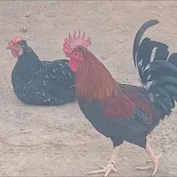مرغ و خروس عربی یک ساله
