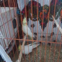 عشایر بین 7و۸
