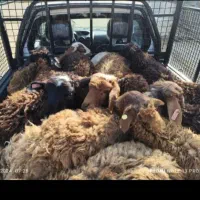 فروش گوسفند زنده با 10% تخفیف و گوسفند خونی