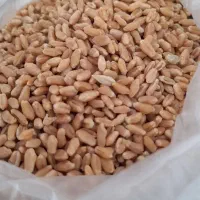 گندم بذری درجه ۱