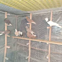 کبوتر رنگی . دمسفید  و  طوقی