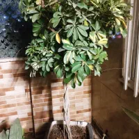 گل های اپارتمانی