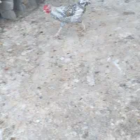 ۵ عدد خروس|حیوانات مزرعه|نجفآباد, جعفرآباد|دیوار