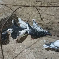 تعدادی کفتر رنگی تکپر