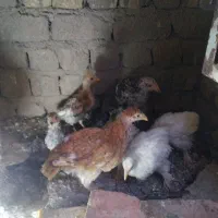 مرغ و خروس نژاد دار|حیوانات مزرعه|قم, قلعه کامکار|دیوار