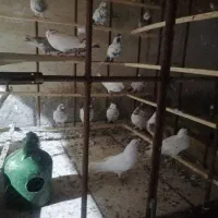 کبوتر ضمانتی بالای 10ساعت گشت