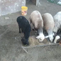 ۴عدد گوسفند|حیوانات مزرعه|گمیشان, |دیوار