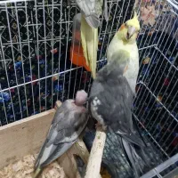 چهار عدد عروس هلندی دو نر دو ماده|پرنده|لاهیجان, شهید آوینی|دیوار