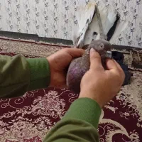 فوق زوردار|پرنده|کرمانشاه, |دیوار