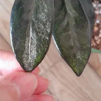 زاموفیلیا بلک ابلق خوشرنگ|گل و گیاه طبیعی|هشتگرد, فاز ۷ مهستان|دیوار