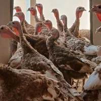 بوقلمون بوربون|حیوانات مزرعه|قزوین, |دیوار