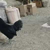 خروس و مرغ ایام سمانی و لاکندزی و قفس