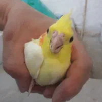 سلام وقت بخیرچندعددجوجه پرنده بفروش میرسد|پرنده|کاشان, ولی سلطان|دیوار