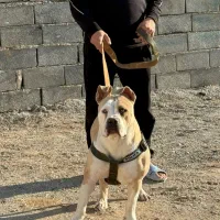 امریکن بولی|سگ|قلعه نو, |دیوار