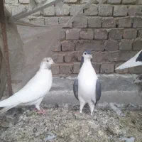 کبوتر تهرانی سفید