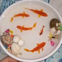 تنگ ماهی رزین