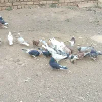 کفتر|پرنده|سلفچگان, |دیوار