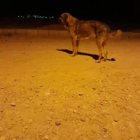 سگ پژدر|سگ|کوهنانی, |دیوار