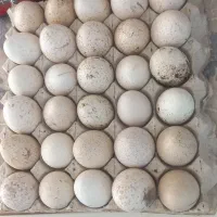 تخم نطفه دار بوقلمون