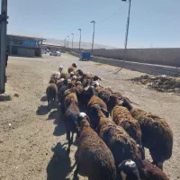 میش وبره شیشک