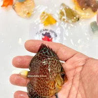 دیسکس از سایز ۲ اینچ تا اورسایز|ماهی|اصفهان, ابر|دیوار