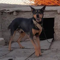 سگ نگهبان