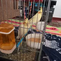 یک جفت عروس هلندی