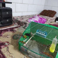 سهره سقا|پرنده|کرمان, |دیوار