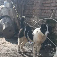 واگذاری توله سگ