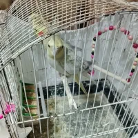 عروس هلندی