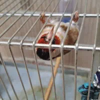 سهره سرحال جوان|پرنده|اسلامشهر, باغ فیض|دیوار