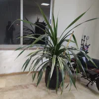 گل وپاندالوس