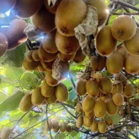 کیوی هاروارد|عمدهفروشی|لاهیجان, لیل|دیوار