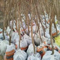 نهال های لیبل دار و شناسه دار|خدمات باغبانی و درختکاری|شاندیز, |دیوار