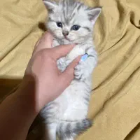 توله اسکاتیش و بیریتیش وارداتی|گربه|آمل, |دیوار