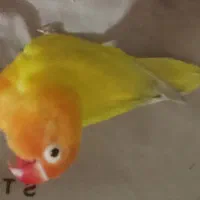 پرنده گمشده (قسمت عدل ها)