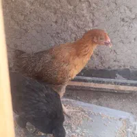 ۲عدد جوجه مرغ بومی