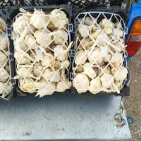سیر برا کاشت درجه یک