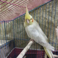 عروس هلندی لوتینو نر|پرنده|بندر ماهشهر, |دیوار