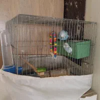 مرغ عشق نر و ماده
