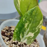 زامو ابلق خاص|گل و گیاه طبیعی|بندر ماهشهر, |دیوار